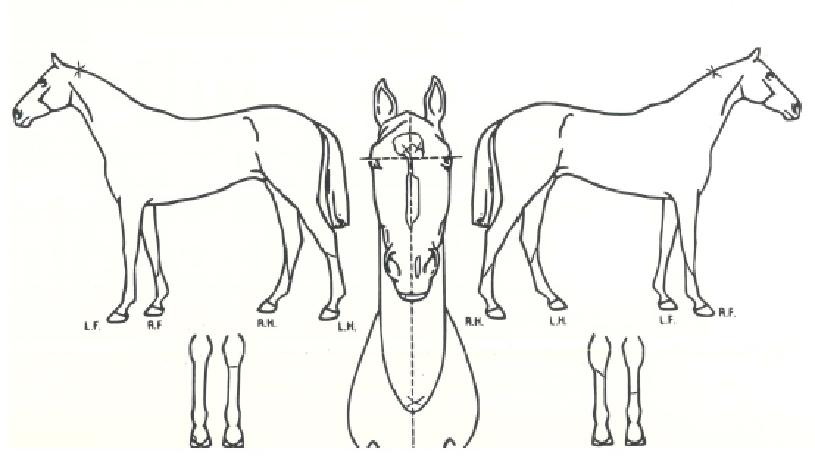 Ŭ¸°¾÷Á¶ÀÌÀÇ Ãø¸é,¿ì¸é,µÞ¸é,µÎ»ó,´Ù¸®ÀÇ Æ¯Â¡µµÇØ