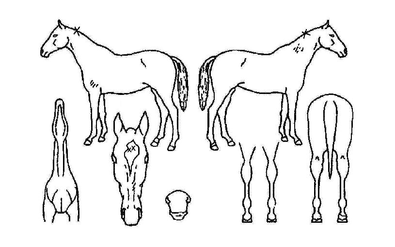 ¿µÀξ˷º½ºÀÇ Ãø¸é,¿ì¸é,µÞ¸é,µÎ»ó,´Ù¸®ÀÇ Æ¯Â¡µµÇØ