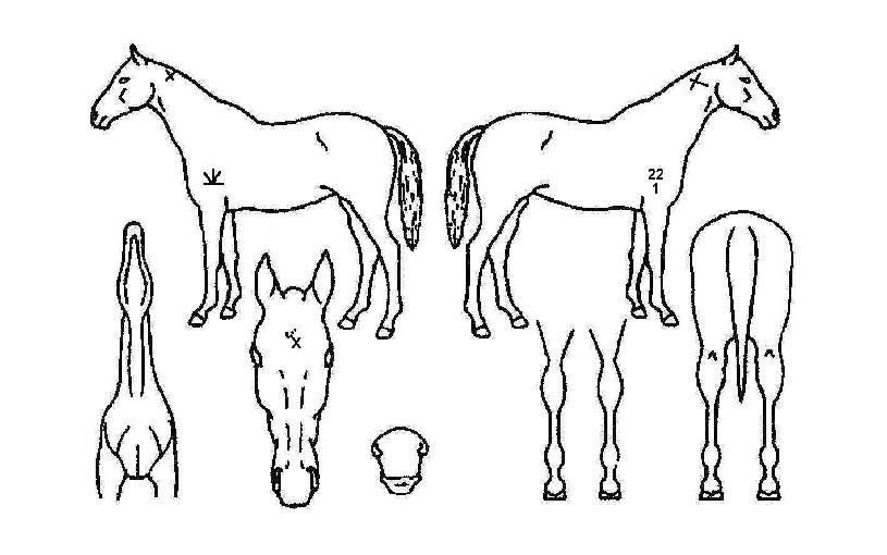 ����ĸƾ�� ����,���,�޸�,�λ�,�ٸ��� Ư¡����