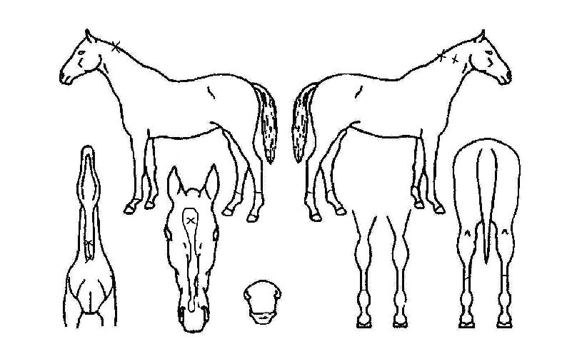 �߶��ڽ�����Ƽ���� ����,���,�޸�,�λ�,�ٸ��� Ư¡����