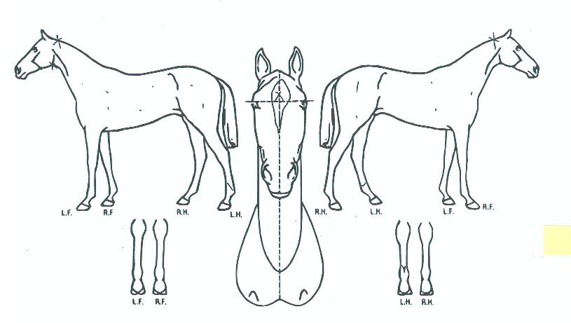 ����ƾ���� ����,���,�޸�,�λ�,�ٸ��� Ư¡����