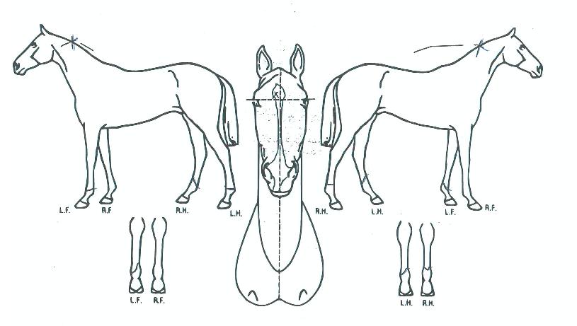 ½ºÆæ¼ÁÅèÀÇ Ãø¸é,¿ì¸é,µÞ¸é,µÎ»ó,´Ù¸®ÀÇ Æ¯Â¡µµÇØ