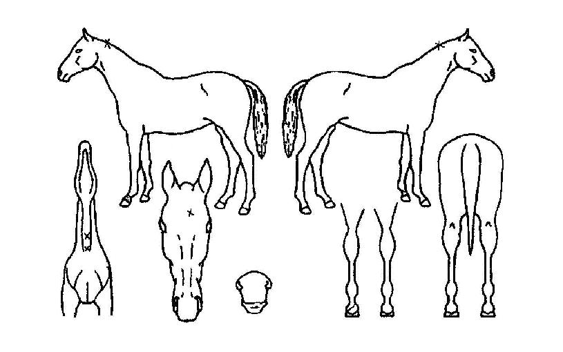 ½ºÅ×Àεå±Û¶ó½ºÀÇ Ãø¸é,¿ì¸é,µÞ¸é,µÎ»ó,´Ù¸®ÀÇ Æ¯Â¡µµÇØ