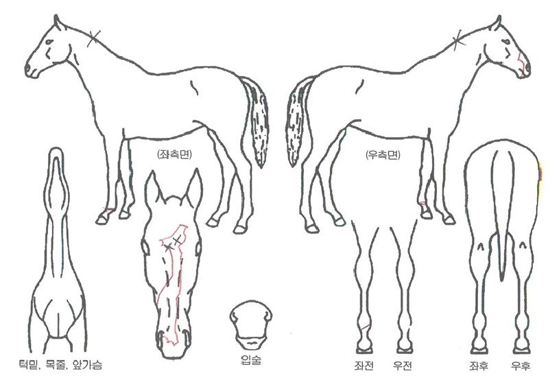 ���߿պ��ڸ��� ����,���,�޸�,�λ�,�ٸ��� Ư¡����