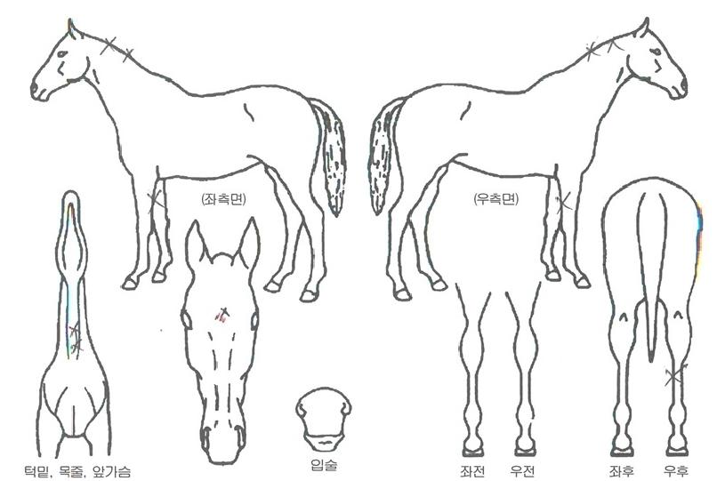 ���̵��������ڸ��� ����,���,�޸�,�λ�,�ٸ��� Ư¡����