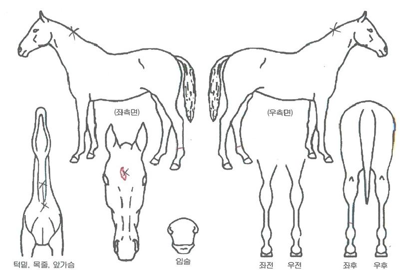 Ÿ������Ӵ��� ����,���,�޸�,�λ�,�ٸ��� Ư¡����