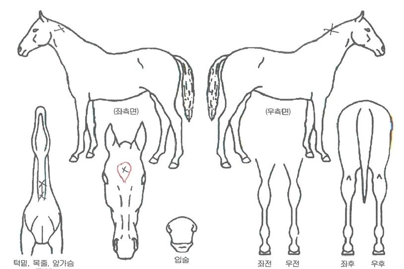 ¶ó¿Âº¥Æ®¸®ÀÇ Ãø¸é,¿ì¸é,µÞ¸é,µÎ»ó,´Ù¸®ÀÇ Æ¯Â¡µµÇØ