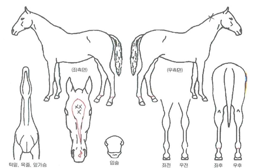 µ¿¹æÁ¦ÆÐÀÇ Ãø¸é,¿ì¸é,µÞ¸é,µÎ»ó,´Ù¸®ÀÇ Æ¯Â¡µµÇØ