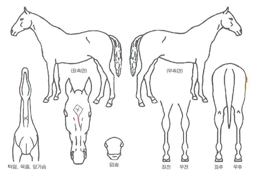 ¶óÀÌ¡ÇÁ¸°½ºÀÇ Ãø¸é,¿ì¸é,µÞ¸é,µÎ»ó,´Ù¸®ÀÇ Æ¯Â¡µµÇØ