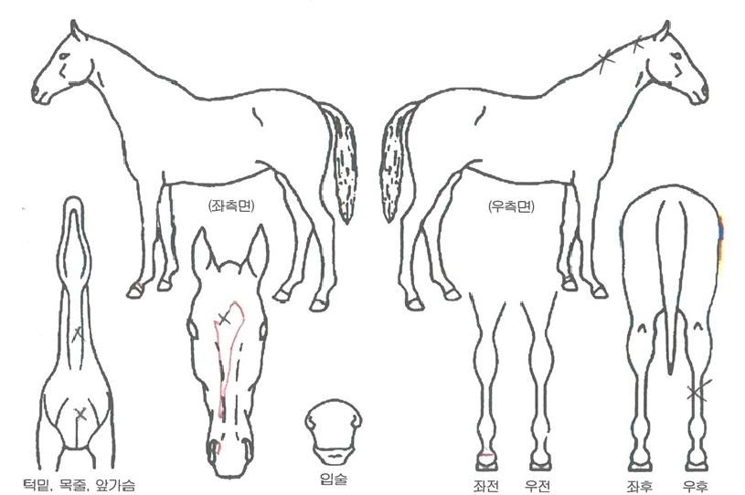 À§´×½ºÄ«¿ìÆ®ÀÇ Ãø¸é,¿ì¸é,µÞ¸é,µÎ»ó,´Ù¸®ÀÇ Æ¯Â¡µµÇØ