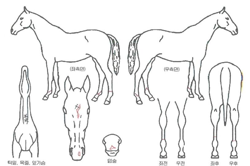 °úõ¿ø´õÀÇ Ãø¸é,¿ì¸é,µÞ¸é,µÎ»ó,´Ù¸®ÀÇ Æ¯Â¡µµÇØ