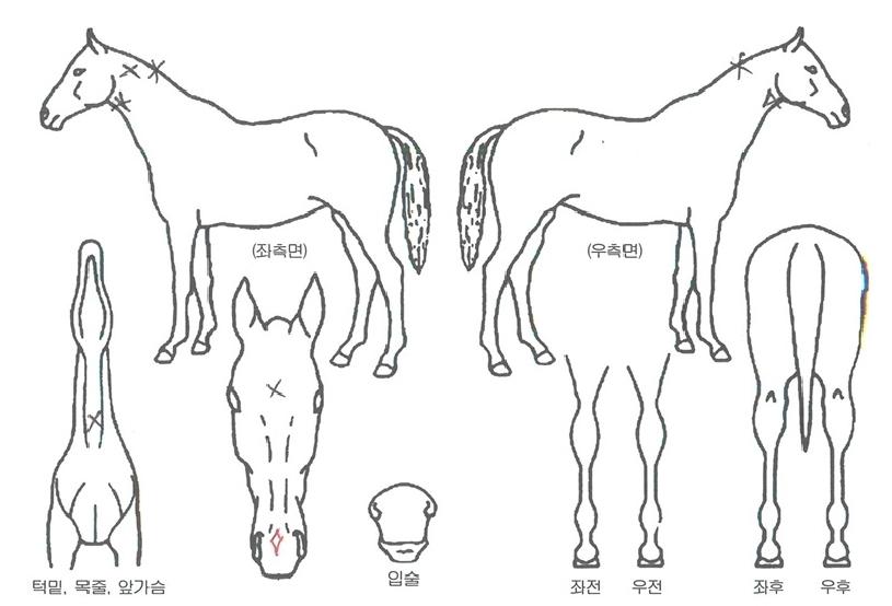 À§´×ÇÁ¸°½ºÀÇ Ãø¸é,¿ì¸é,µÞ¸é,µÎ»ó,´Ù¸®ÀÇ Æ¯Â¡µµÇØ