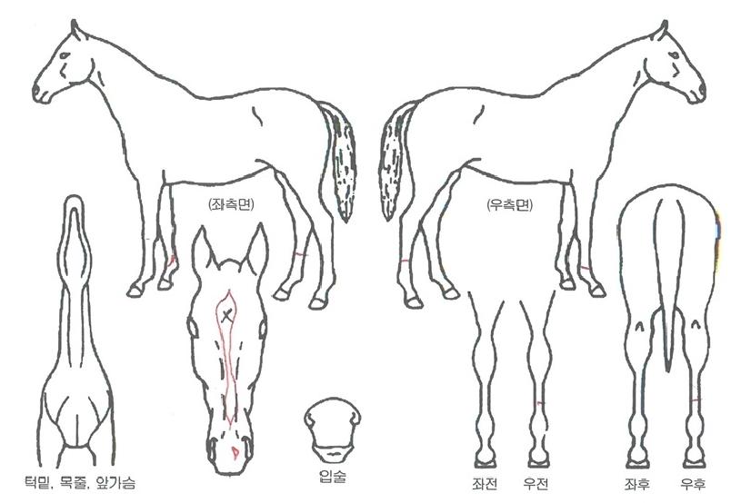 ³ªÀÌÆ®Å·ÀÇ Ãø¸é,¿ì¸é,µÞ¸é,µÎ»ó,´Ù¸®ÀÇ Æ¯Â¡µµÇØ