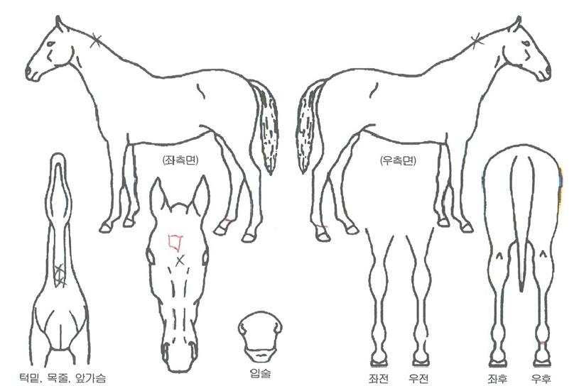 Å×µåÀ§°¡ÀÚ¸¶ÀÇ Ãø¸é,¿ì¸é,µÞ¸é,µÎ»ó,´Ù¸®ÀÇ Æ¯Â¡µµÇØ