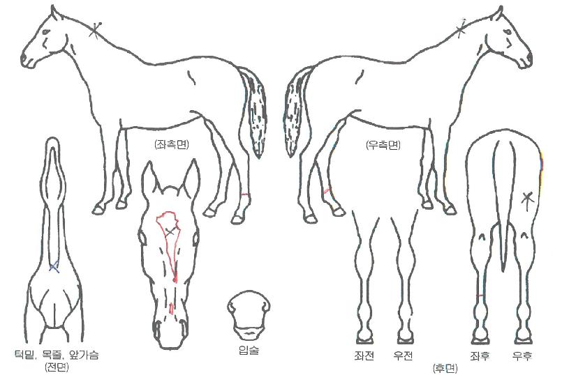 ������� ����,���,�޸�,�λ�,�ٸ��� Ư¡����