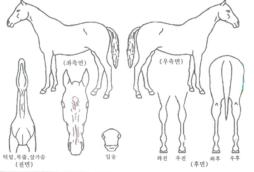 ¸ÞÀνºÅ×ÀÌÀÇ Ãø¸é,¿ì¸é,µÞ¸é,µÎ»ó,´Ù¸®ÀÇ Æ¯Â¡µµÇØ
