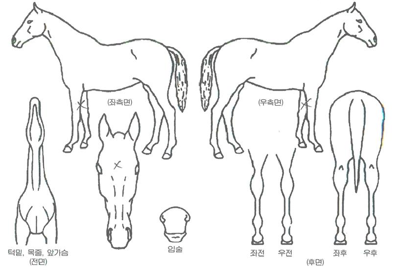 ����Ƽ������ ����,���,�޸�,�λ�,�ٸ��� Ư¡����