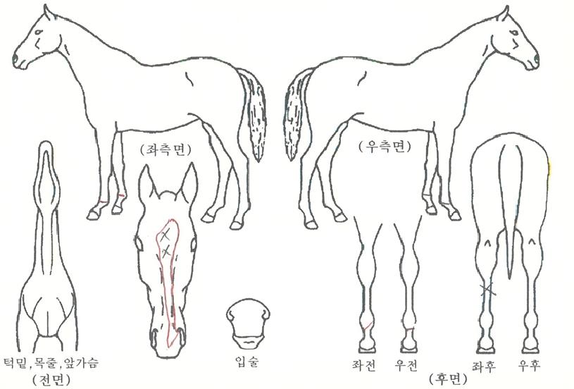 ÇìÀϷΟÀÓÀÇ Ãø¸é,¿ì¸é,µÞ¸é,µÎ»ó,´Ù¸®ÀÇ Æ¯Â¡µµÇØ