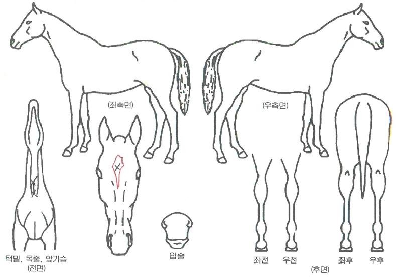 »þÇÁ³ªÀ̳ÊÀÇ Ãø¸é,¿ì¸é,µÞ¸é,µÎ»ó,´Ù¸®ÀÇ Æ¯Â¡µµÇØ
