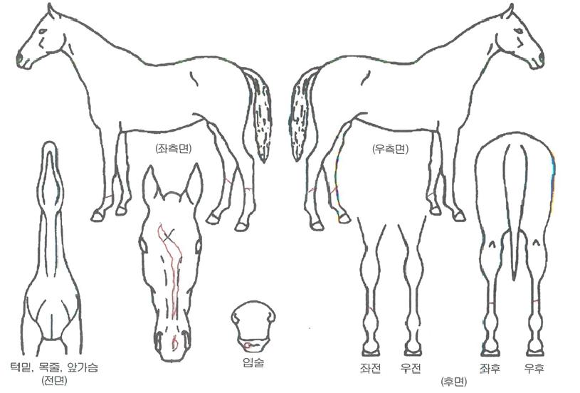 À§ÁÇǵåÀÇ Ãø¸é,¿ì¸é,µÞ¸é,µÎ»ó,´Ù¸®ÀÇ Æ¯Â¡µµÇØ