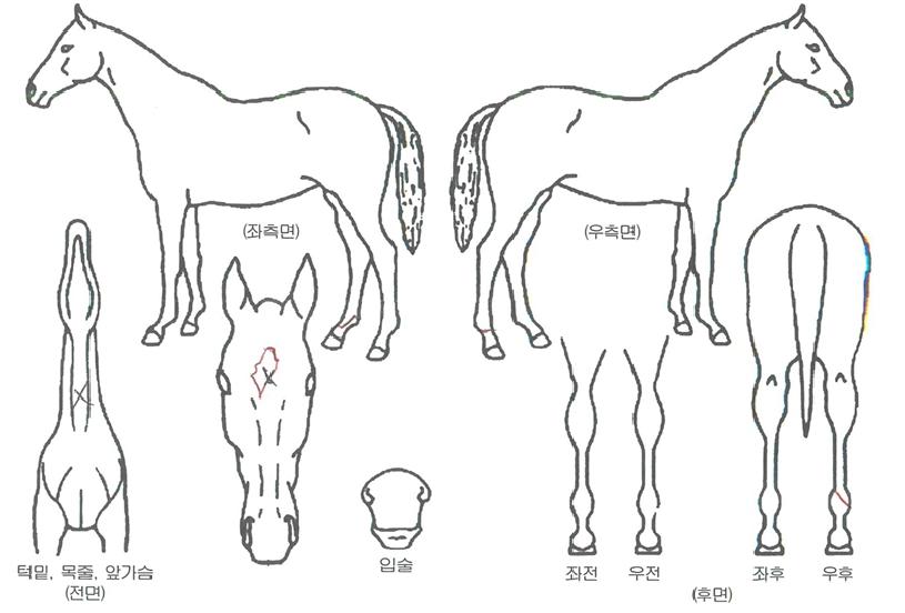 ������ڸ��� ����,���,�޸�,�λ�,�ٸ��� Ư¡����