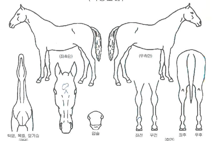 Å·½ºÅèÀÇ Ãø¸é,¿ì¸é,µÞ¸é,µÎ»ó,´Ù¸®ÀÇ Æ¯Â¡µµÇØ