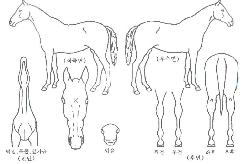 �ӵ���ȭ�� ����,���,�޸�,�λ�,�ٸ��� Ư¡����