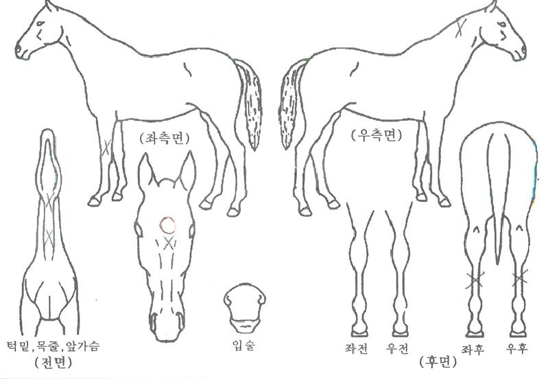 Áø¿µÀǰÅÀÎÀÇ Ãø¸é,¿ì¸é,µÞ¸é,µÎ»ó,´Ù¸®ÀÇ Æ¯Â¡µµÇØ
