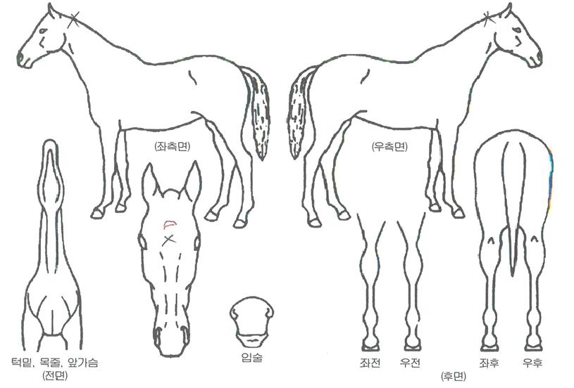¸®¾óÇÁ·ÎÀÇ Ãø¸é,¿ì¸é,µÞ¸é,µÎ»ó,´Ù¸®ÀÇ Æ¯Â¡µµÇØ