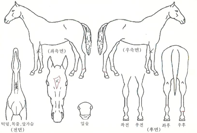 »þ³Ú½ºÅ¸ÀÇ Ãø¸é,¿ì¸é,µÞ¸é,µÎ»ó,´Ù¸®ÀÇ Æ¯Â¡µµÇØ