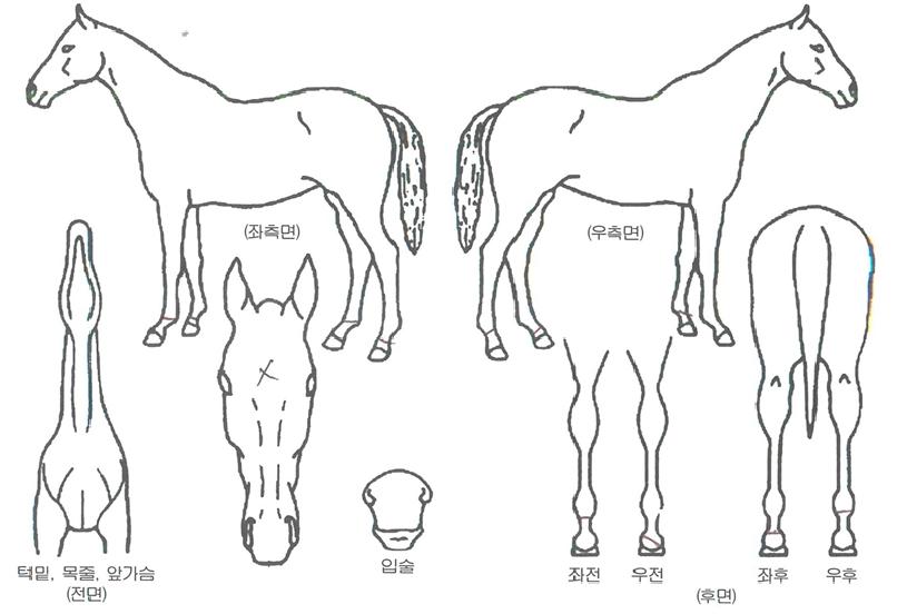 ���ǵ��ھ��� ����,���,�޸�,�λ�,�ٸ��� Ư¡����