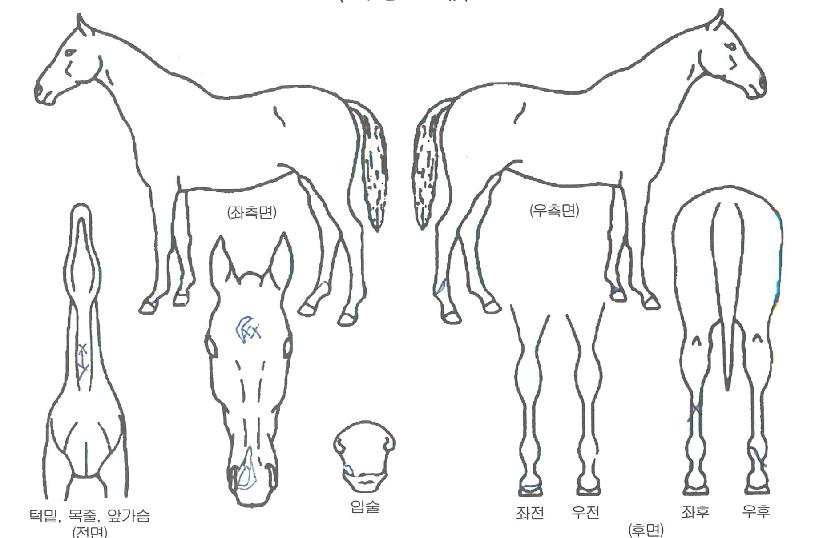 �ٷΰ��� ����,���,�޸�,�λ�,�ٸ��� Ư¡����