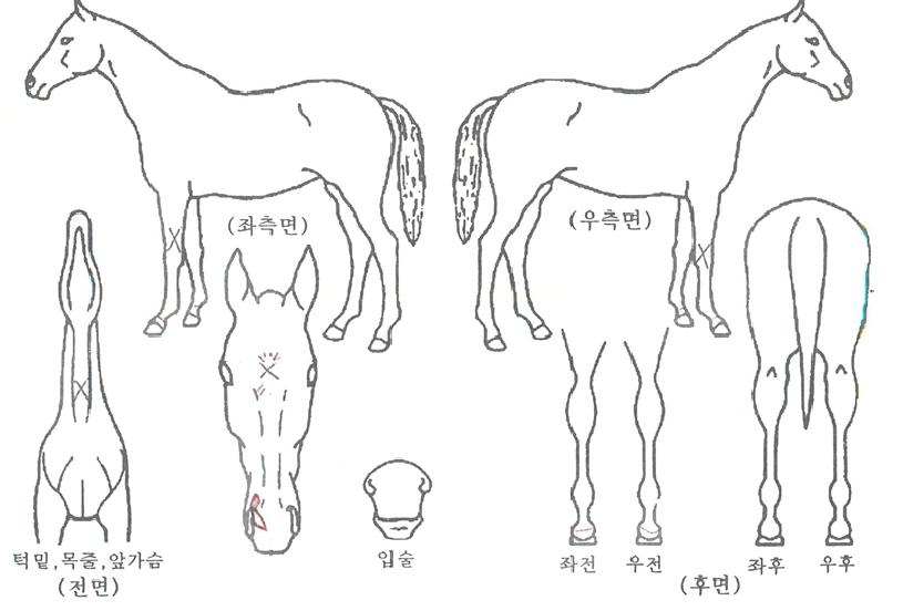 ��������ڸ��� ����,���,�޸�,�λ�,�ٸ��� Ư¡����