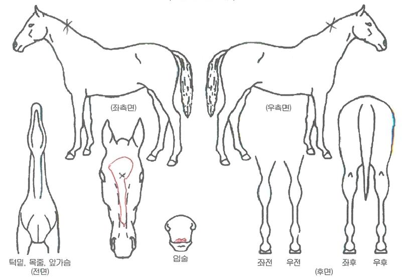 ±×¸°¸ÞÀÏÀÚ¸¶ÀÇ Ãø¸é,¿ì¸é,µÞ¸é,µÎ»ó,´Ù¸®ÀÇ Æ¯Â¡µµÇØ
