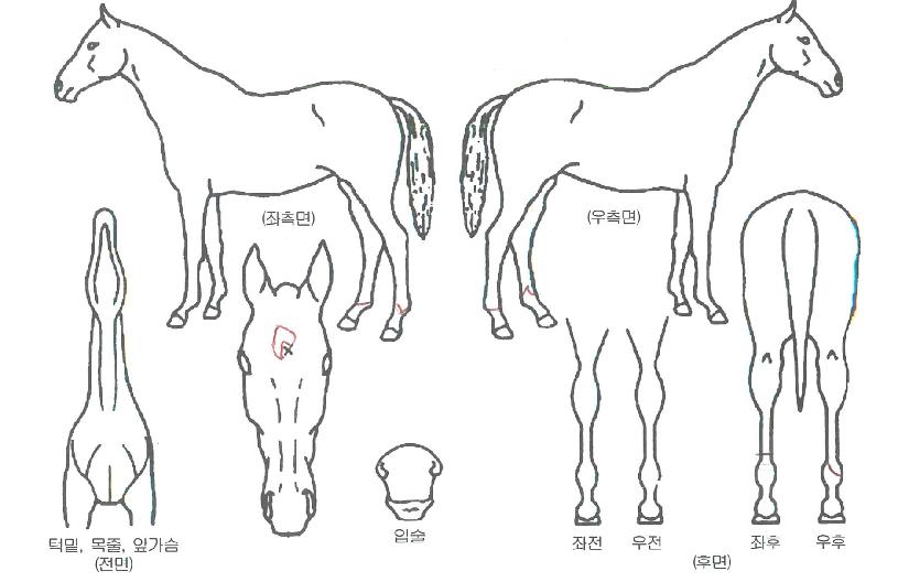 µ¿³²´ë·ÎÀÇ Ãø¸é,¿ì¸é,µÞ¸é,µÎ»ó,´Ù¸®ÀÇ Æ¯Â¡µµÇØ