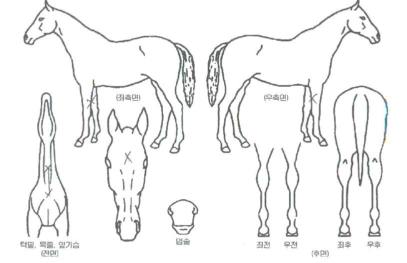 ³²µµÀDZâÀûÀÇ Ãø¸é,¿ì¸é,µÞ¸é,µÎ»ó,´Ù¸®ÀÇ Æ¯Â¡µµÇØ