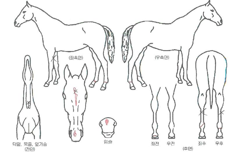 ��Ǫ�������� ����,���,�޸�,�λ�,�ٸ��� Ư¡����