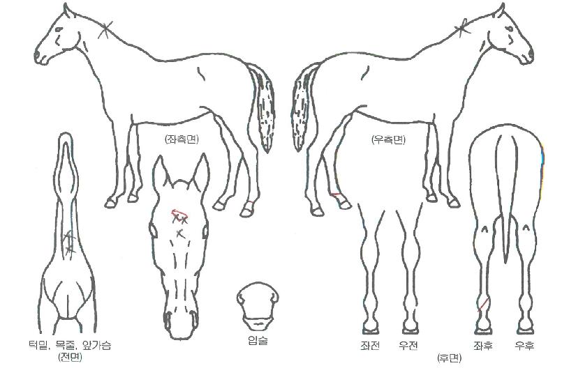 ���������ڸ��� ����,���,�޸�,�λ�,�ٸ��� Ư¡����