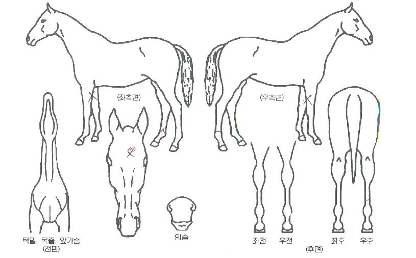 ´ÃǪ¸¥ÄÚÄÚÀÇ Ãø¸é,¿ì¸é,µÞ¸é,µÎ»ó,´Ù¸®ÀÇ Æ¯Â¡µµÇØ