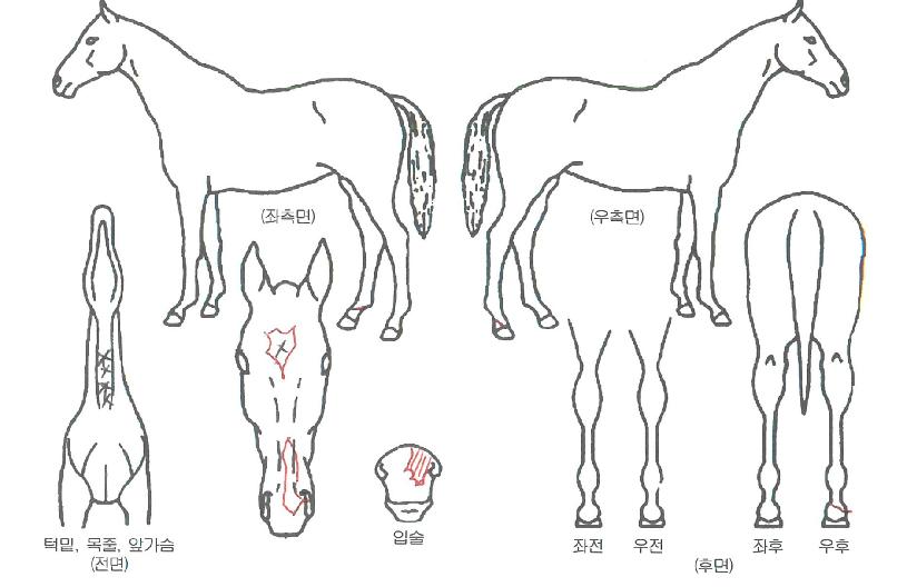 »çÄ£¿ÕÀÇ Ãø¸é,¿ì¸é,µÞ¸é,µÎ»ó,´Ù¸®ÀÇ Æ¯Â¡µµÇØ