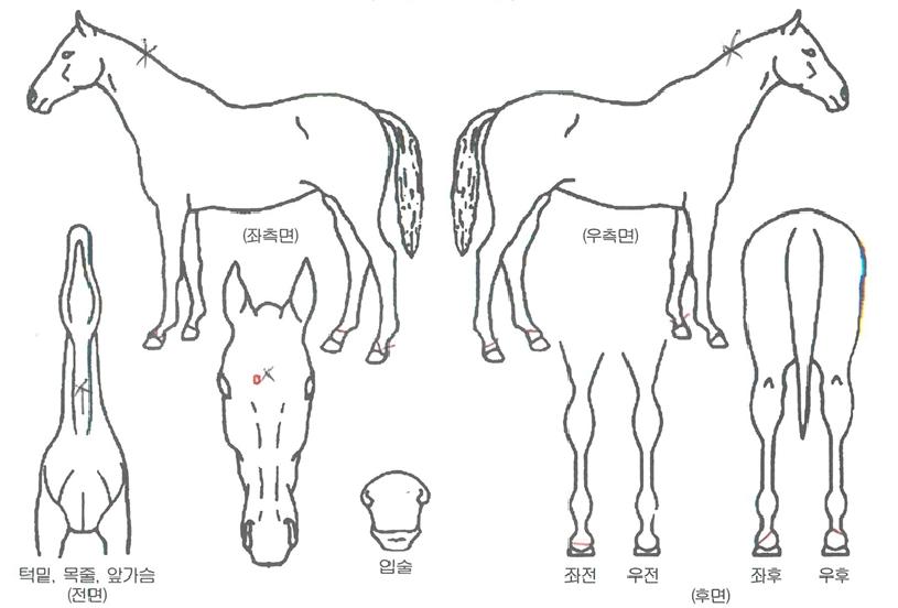 ´ÃǪ¸¥ÃàÁ¦ÀÇ Ãø¸é,¿ì¸é,µÞ¸é,µÎ»ó,´Ù¸®ÀÇ Æ¯Â¡µµÇØ