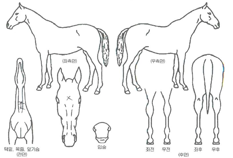 ³¡ÆÇºÎ½ºÅÍÀÇ Ãø¸é,¿ì¸é,µÞ¸é,µÎ»ó,´Ù¸®ÀÇ Æ¯Â¡µµÇØ