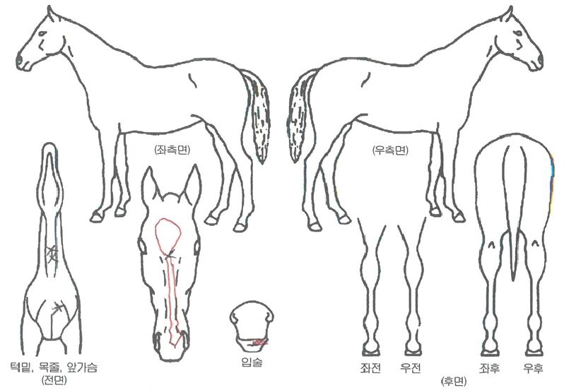 üÀ̹̽öÅÍÇöóÀÌÀÚ¸¶ÀÇ Ãø¸é,¿ì¸é,µÞ¸é,µÎ»ó,´Ù¸®ÀÇ Æ¯Â¡µµÇØ