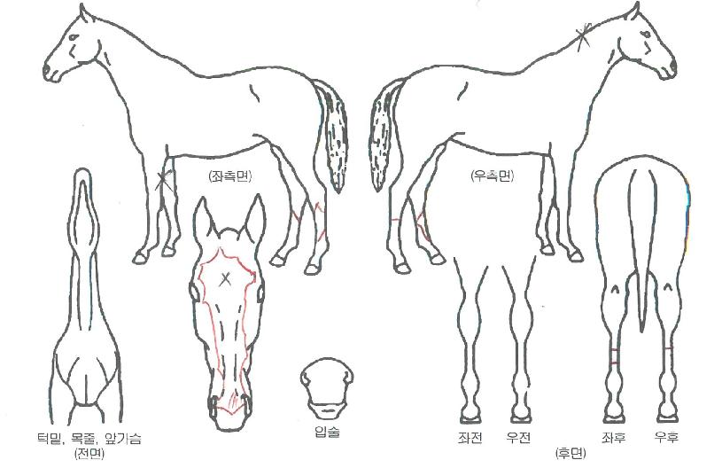 ĥ���� ����,���,�޸�,�λ�,�ٸ��� Ư¡����