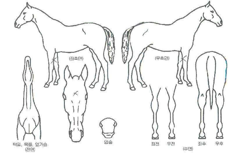 Ç»¾ØÆÄºñÆ®À©ÀÚ¸¶ÀÇ Ãø¸é,¿ì¸é,µÞ¸é,µÎ»ó,´Ù¸®ÀÇ Æ¯Â¡µµÇØ