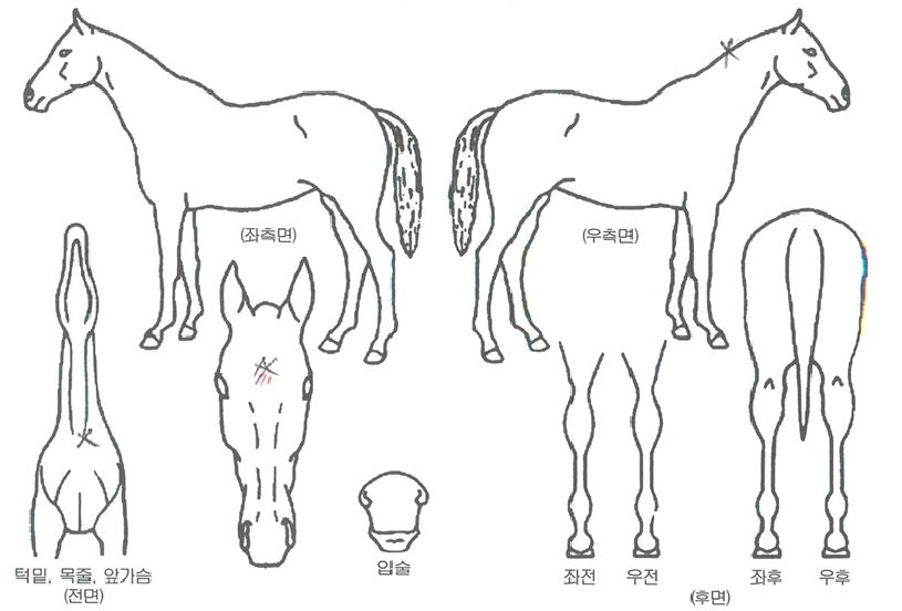 ��õ������ ����,���,�޸�,�λ�,�ٸ��� Ư¡����