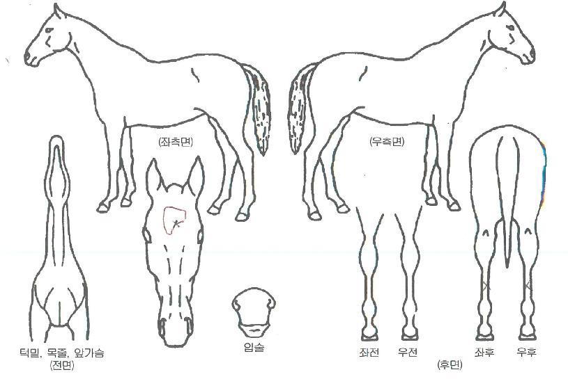 ����Ʈ�帲�� ����,���,�޸�,�λ�,�ٸ��� Ư¡����