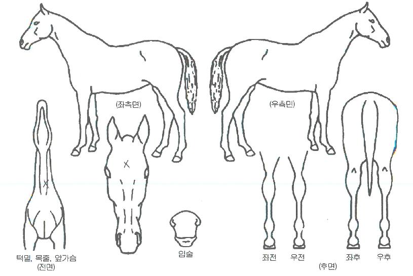 ¸¶¸®¾Æ½ºÀÇ Ãø¸é,¿ì¸é,µÞ¸é,µÎ»ó,´Ù¸®ÀÇ Æ¯Â¡µµÇØ