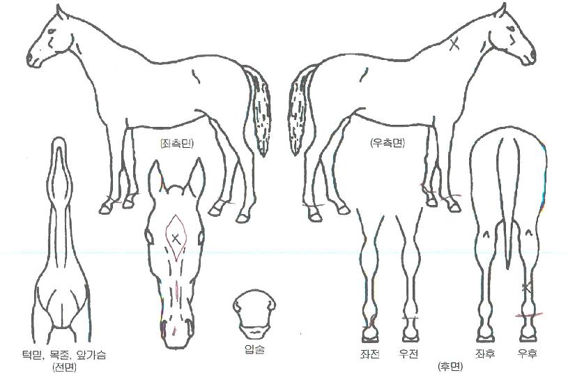½¬ÁîÈú·¯¸®¾î½ºÀÚ¸¶ÀÇ Ãø¸é,¿ì¸é,µÞ¸é,µÎ»ó,´Ù¸®ÀÇ Æ¯Â¡µµÇØ