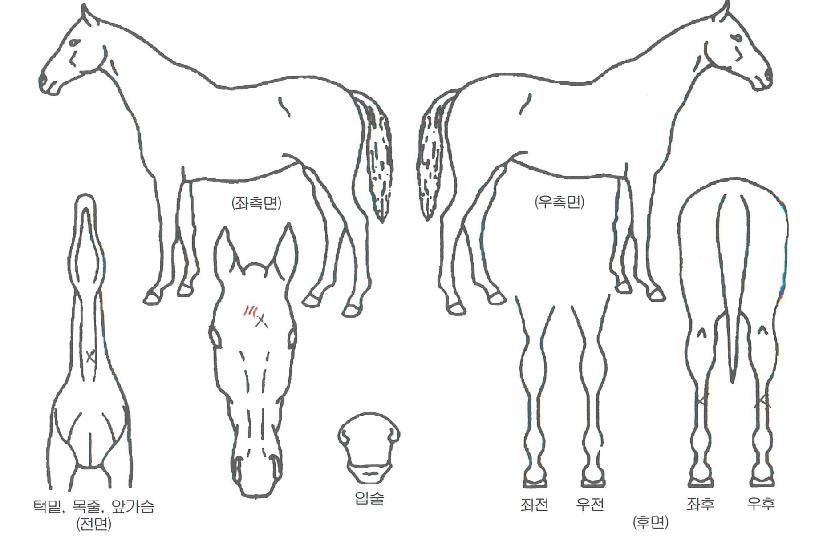 ����ų���� ����,���,�޸�,�λ�,�ٸ��� Ư¡����